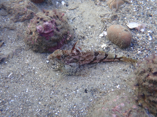 Lavender sculpin (Leiocottus hirundo) — Cottidae — 2