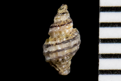 Paciocinebrina atropurpurea