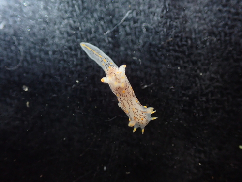 Polycera norvegica