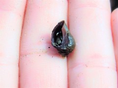 Ocenebrinae