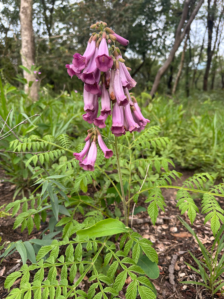 Jacaranda rufa