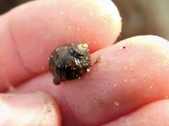 Ocenebrinae