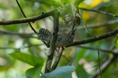 Pheugopedius sclateri