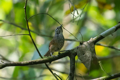 Pheugopedius sclateri