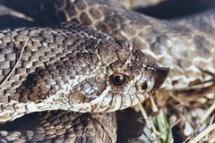 Heterodon nasicus