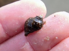 Ocenebrinae