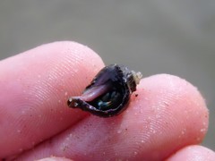 Ocenebrinae