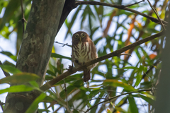 Glaucidium peruanum
