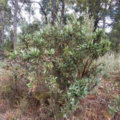 Comarostaphylis discolor