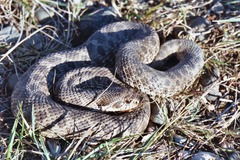 Heterodon nasicus