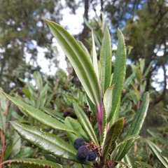 Comarostaphylis discolor