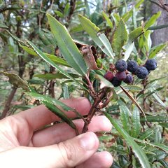 Comarostaphylis discolor