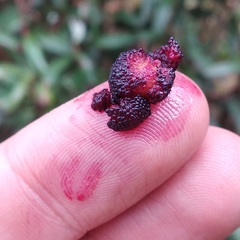 Comarostaphylis discolor