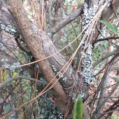 Comarostaphylis discolor