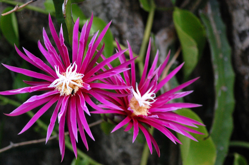 Hylocereus stenopterus