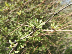 Olearia bullata
