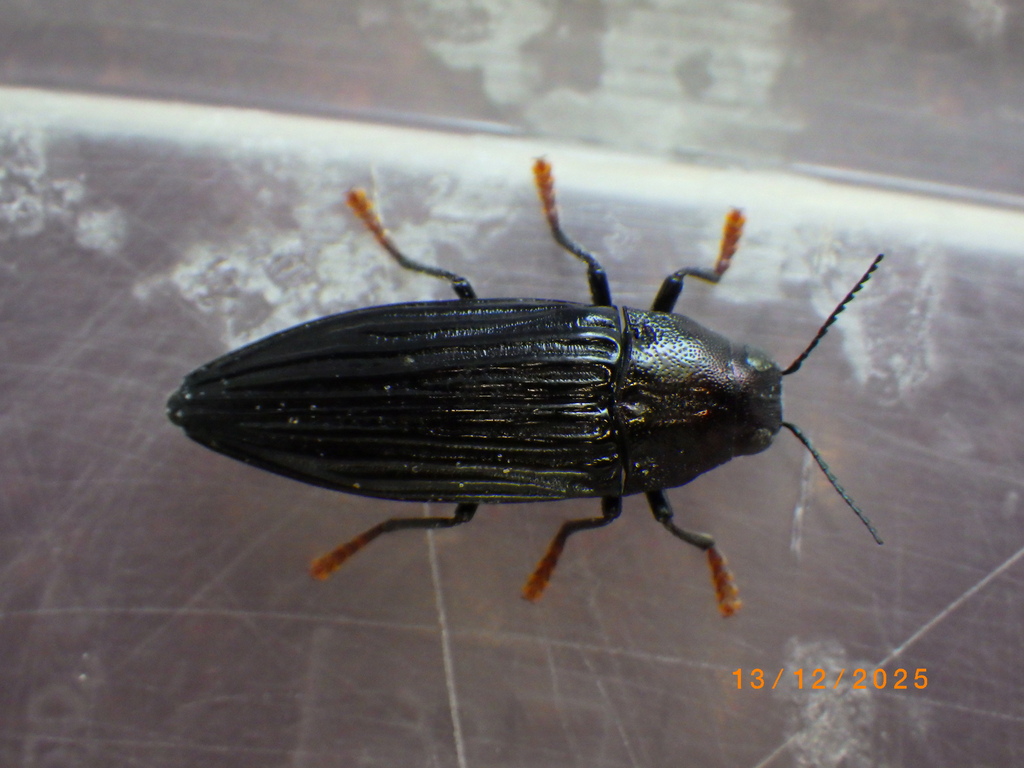 Prospheres norfolkensis