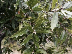 Quercus graciliformis