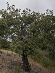 Quercus graciliformis