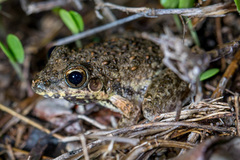 Litoria inermis