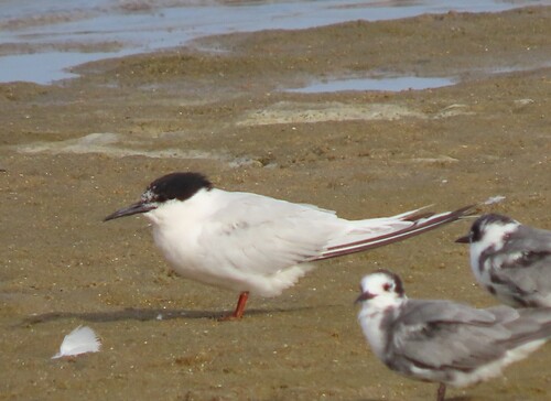 iNaturalist: (c) Lori Arent, some rights reserved (CC BY-NC), uploaded by Lori Arent iNaturalist image