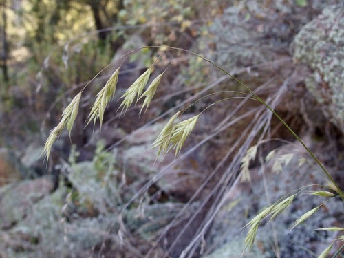 weeping brome (Bromus frondosus)