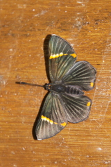 Riodina lycisca
