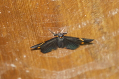 Riodina lycisca