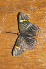 Riodina lycisca