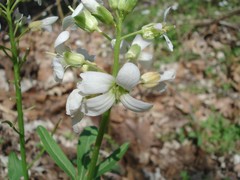 Cardamine angustata