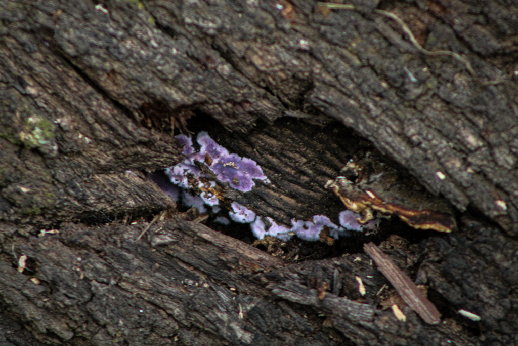 Punctularia atropurpurascens · December 2025 · photo: © slo51001 (iNaturalist, cc-by)