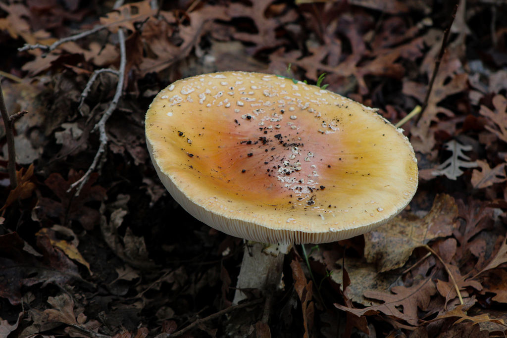 Amanita aprica · December 2025 · photo: © slo51001 (iNaturalist, cc-by)