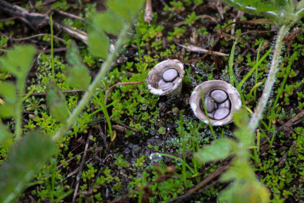 Cyathus olla · December 2025 · photo: © slo51001 (iNaturalist, cc-by)