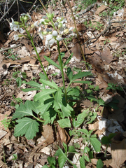 Cardamine angustata