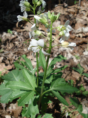 Cardamine angustata