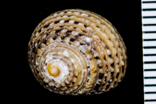 Tegula eiseni E.K.Jordan, 1936