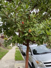 Arbutus × andrachnoides