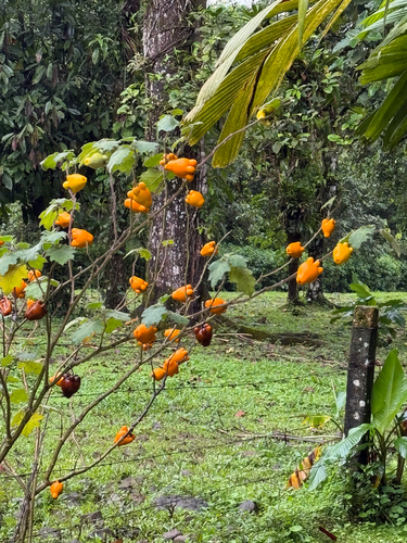 Nipplefruit (Solanum mammosum)