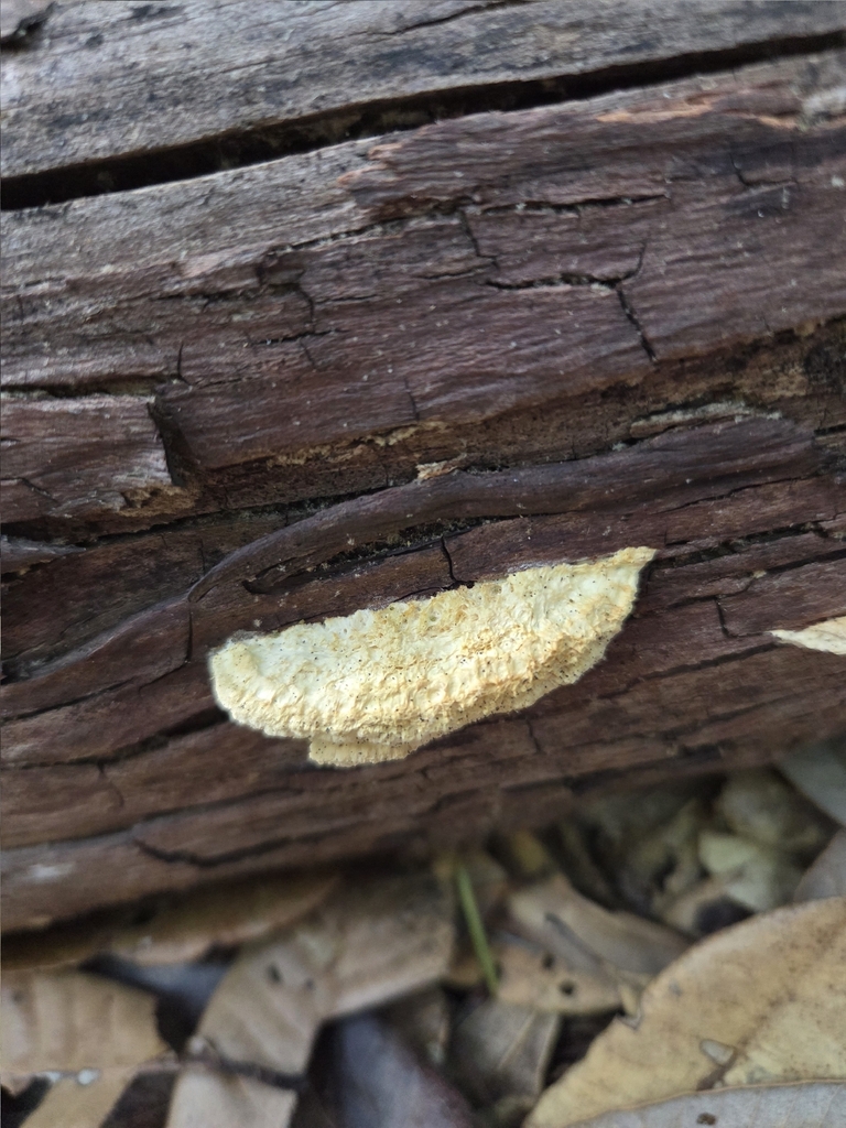 Fomitopsis madronae · December 2025 · photo: © mandymushii (iNaturalist, cc-by)