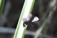 Riodina lycisca