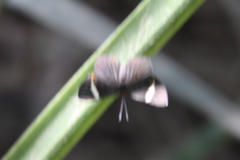 Riodina lycisca