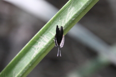 Riodina lycisca