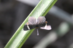 Riodina lycisca