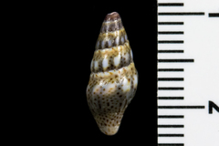 Pseudomelatomidae