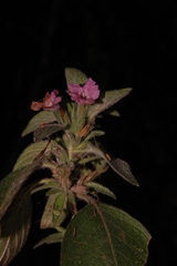 Dyschoriste hirsutissima