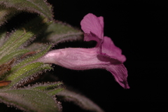 Dyschoriste hirsutissima