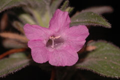 Dyschoriste hirsutissima