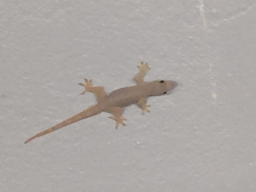 Flat-tailed House Gecko