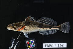 Four Gill Fish photo 1