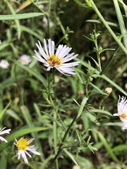 Symphyotrichum simmondsii